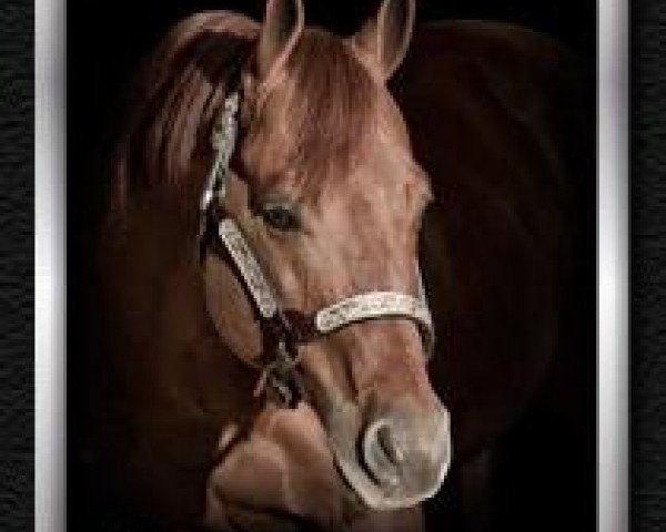 stallion Chic N Roost (Quarter Horse, 2002, from Gallo Del Cielo)