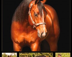 dressage horse Wimpys Little Tejano (Quarter Horse, 2006, from Wimpys Little Step)