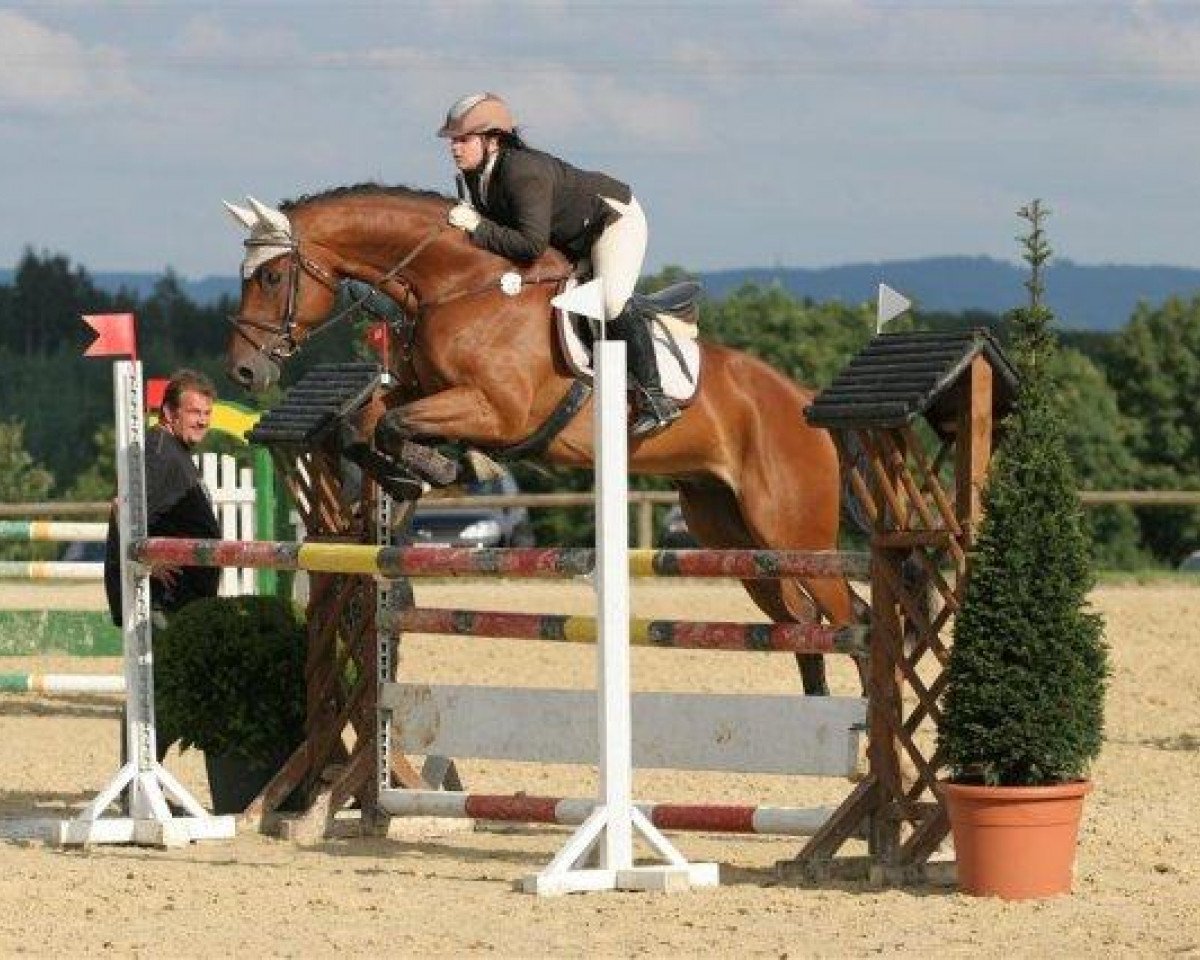 horse Ligretto JA (Westphalian, 1998, from Lancer II)