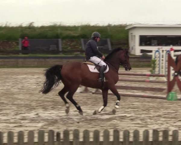 Reitturnier Schülp / Rendsburg 2022