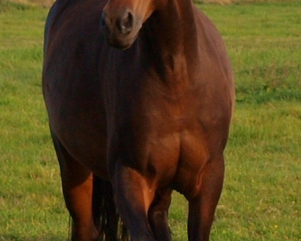 dressage horse San Amoure (Hanoverian, 2009, from San Amour I)