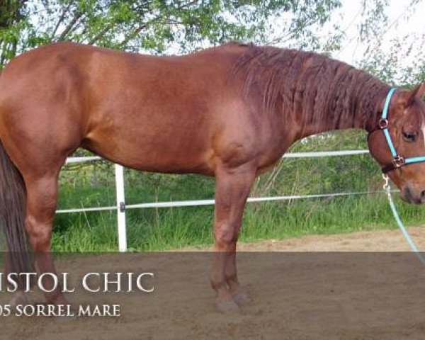 Zuchtstute Pistol Chic (Quarter Horse, 2005, von Custom Pistol)