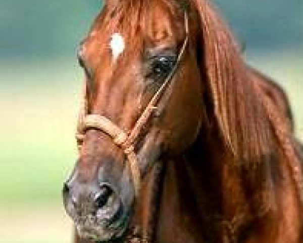 stallion Be Aech Enterprise (Quarter Horse, 1975, from Squaw Leo)