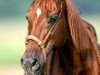 stallion Be Aech Enterprise (Quarter Horse, 1975, from Squaw Leo)