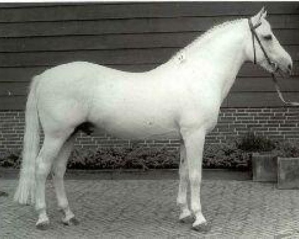 stallion Atlantic Curragh (Connemara Pony, 1967, from Dun Aengus)