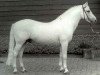 Deckhengst Atlantic Curragh (Connemara-Pony, 1967, von Dun Aengus)
