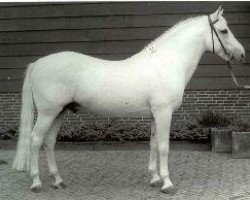 stallion Atlantic Curragh (Connemara Pony, 1967, from Dun Aengus)