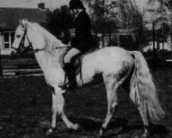stallion Arenbosch Kevin (Connemara Pony, 1975, from Ocean Wind)