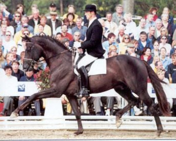 stallion Welt Hit VI (Oldenburg, 1997, from Weltmeyer)