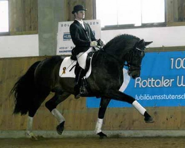 stallion Pasolongo (Bavarian, 1999, from Pacelli W)