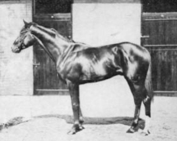 stallion Souviens Toi xx (Thoroughbred, 1917, from Santoi xx)