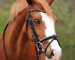 dressage horse Dejardion (German Riding Pony, 2008, from Danny Gold)