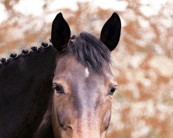 dressage horse Graciella KJ (Rhinelander, 2014, from Grey Flanell)