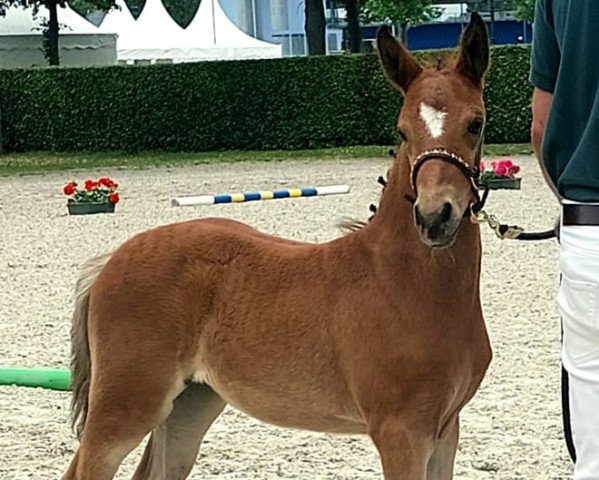 dressage horse Damania (German Riding Pony, 2022, from Damaszener K WE)