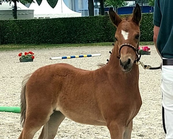 Dressurpferd Damania (Deutsches Reitpony, 2022, von Damaszener K WE)