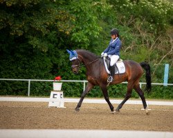 dressage horse Ferrero Küsschen (Hanoverian, 2002, from Fabriano)