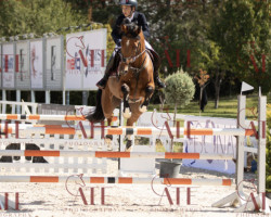 horse Hublot (KWPN (Royal Dutch Sporthorse), 2012, from Vittorio)