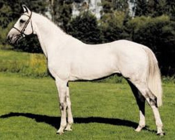 stallion VDL Cardento 933 (Holsteiner, 1992, from Capitol I)