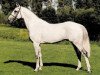 stallion VDL Cardento 933 (Holsteiner, 1992, from Capitol I)