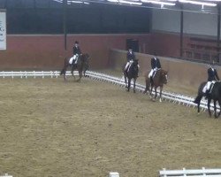 dressage horse Waja 6 (Rhinelander, 2005, from Weltrubin)