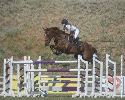 jumper Arc de Triomphe (KWPN (Royal Dutch Sporthorse), 2005, from Triomphe de Muze)