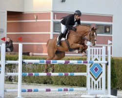 jumper Canaille D (Luxembourg horse, 2012, from Canabis Z)