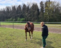 Pferd KAS Loreana (Westfale, 2021, von Capistrano 2)