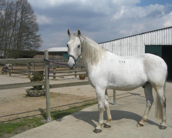 Pferd Favory Franko (Lipizzaner, 2004, von Favory Faklyas)