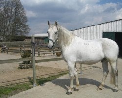 Pferd Favory Franko (Lipizzaner, 2004, von Favory Faklyas)