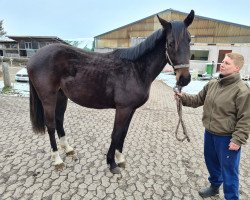 dressage horse Filiano (Hanoverian, 2020, from Fidertanz)