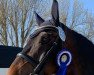 dressage horse Rock Me Rudi (Hanoverian, 2011, from Rotspon)