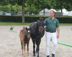 Springpferd Carbows Magic Moonlight (Deutsches Reitpony, 2022, von Magic Friday B WE)