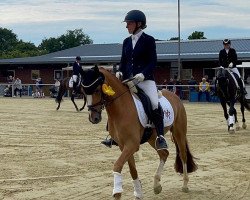 dressage horse Dancing Boy (German Riding Pony, 2019, from Dancing Fox 2)