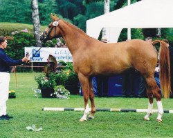 broodmare Blandiva (Oldenburg, 1998, from Sandro Song)