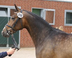 broodmare Blandora (Oldenburg, 2002, from Rohdiamant)