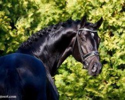 stallion Jack Sparrow S (Oldenburg, 2007, from Glock's Johnson Tn)