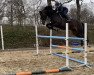 jumper Isabelle 52 (Holsteiner, 2016, from Chaman)