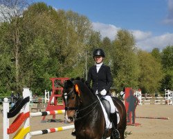 dressage horse Dalmore Valeur (Oldenburg, 2011, from Detroit)