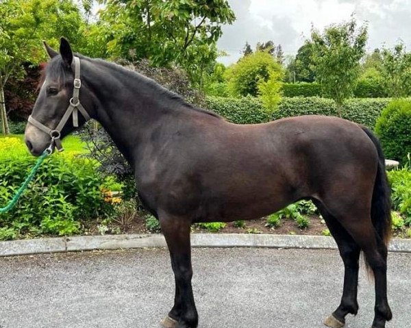 Springpferd Andelise Boldric (Connemara-Pony, 2020, von Western Boy)