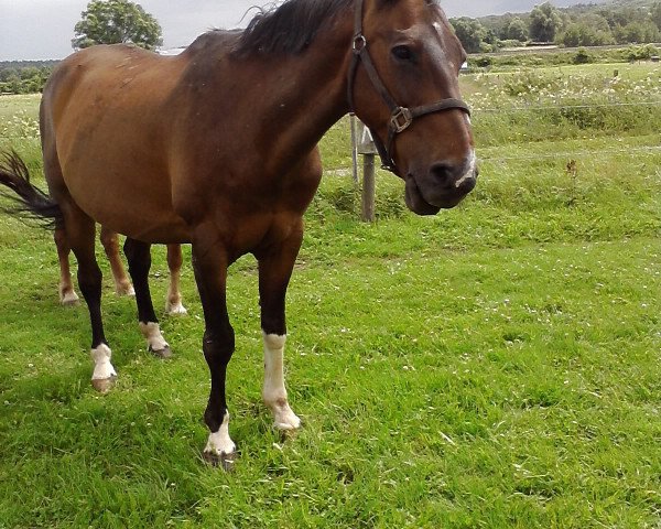 Pferd Präsident M (Hessisches Warmblut, 1992, von Philippo)