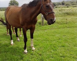 horse Präsident M (Hessian Warmblood, 1992, from Philippo)