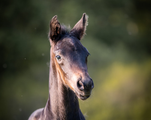 dressage horse Firlefranz III (Oldenburg, 2022, from Franziskus FRH)