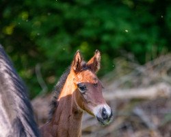 dressage horse Jazzora Bonds (Oldenburg, 2022, from Bonds)