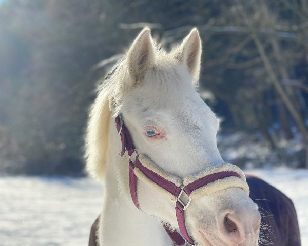 Springpferd Golden Girl (Deutsches Reitpony, 2002, von Golden Game Boy)