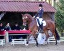 dressage horse Django 412 (Oldenburg show jumper, 2015, from Diarado)