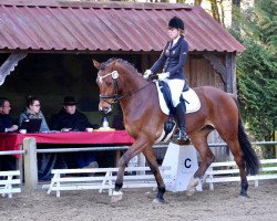 dressage horse Django 412 (Oldenburg show jumper, 2015, from Diarado)