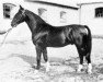 stallion Hamlet (Hanoverian, 1929, from Alpenflug II)