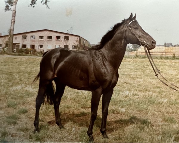 stallion Maat xx (Thoroughbred, 1973, from Literat xx)