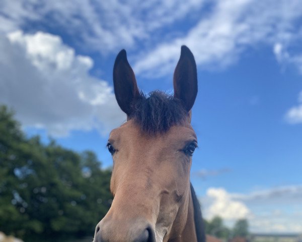 dressage horse Frascina (Hanoverian, 2018, from Frascino)