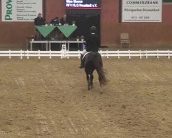 dressage horse Miss Mocca (Westphalian, 2001, from Münchhausen)